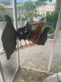 Readers show their chickens